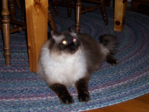 My cat - Wicket, a ragdoll -largest cat breed in North America- a real friend.